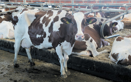 Bettelnde Bauernopfer