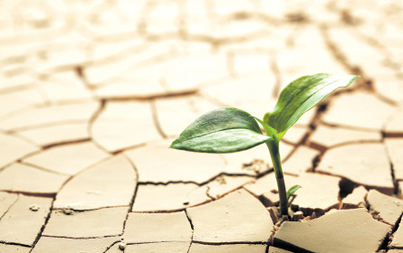 Mittelstand trocknet aus