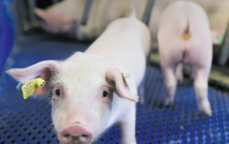 Wanted: Fleisch ohne resistente Keime