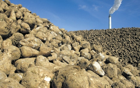 Der Zucker wird im Herbst süßsauer