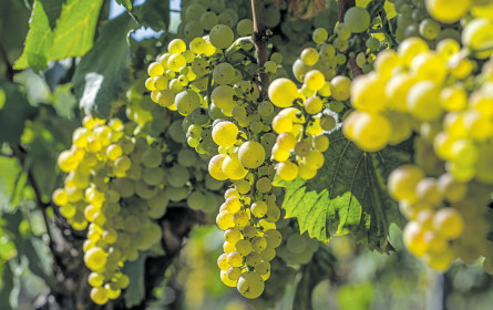 Ein starker Jahrgang