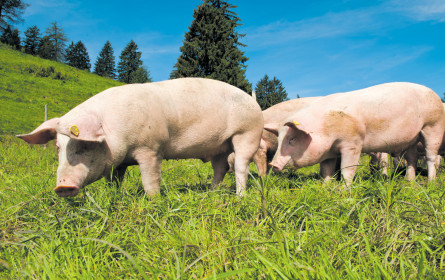 „Bei uns fühlen sie sich sauwohl”