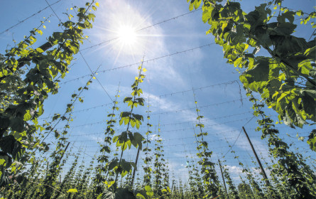 Beim Bier wächst der Umsatz mit der Sonne