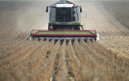 Sojabohnen „made in Austria”