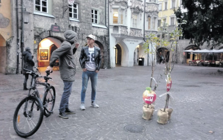 Granny’s bringt die Apfelbäume