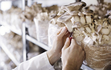 Neuburger mit Patent für Pilzverarbeitung