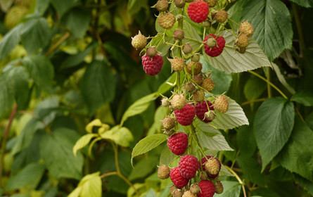 Starkl bietet Luxus für den eigenen Garten
