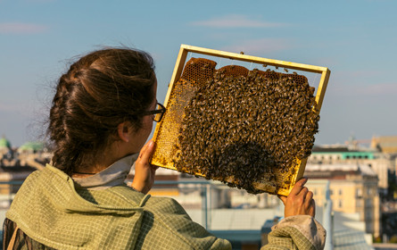 Honigbienen lieben die Stadt