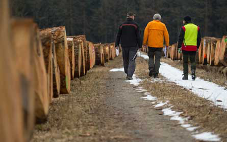 Forstbetriebe litten 2017 unter Hitze und Borkenkäferbefall