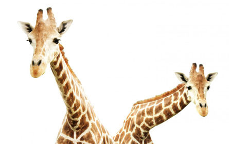 Was wir vom Hals der Giraffen lernen können