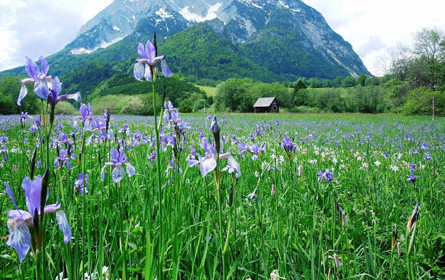 Initiative "Blühendes Österreich"