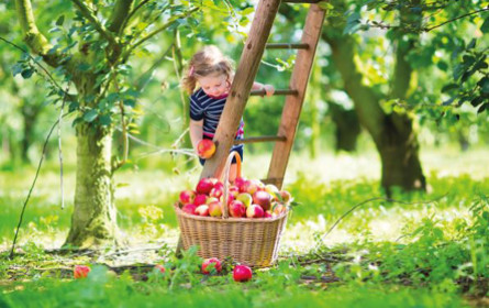 Lidl Österreich: zweiter Nachhaltigkeitsbericht ist da