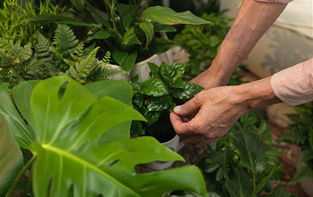 bellaflora stellt bis in die Wohnung zu