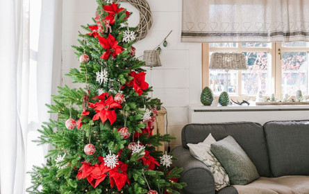 Von Hand aufgezogen: Im Wohnzimmer der Weihnachtsbäume