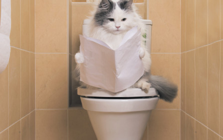 Weniger Relevanz, mehr Katzenvideos