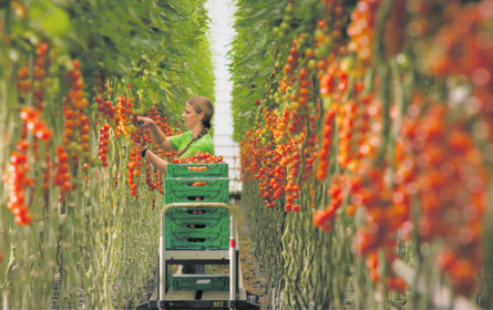 Spar landet mit Frutura einen Tomaten-Coup