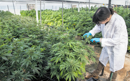 Pharma nutzt Hanf