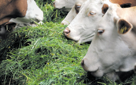 Pudelwohlgefühl im Kuhstall