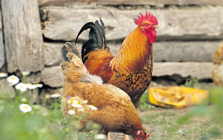 Lidl setzt auf Tierschutz