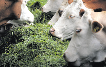 Nach zwei Jahren Krise: Stabiler Milchmarkt?