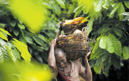 Fruchtbarer Boden für den fairen Handel