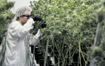 Hanf in der Medizin erlebt einen richtigen Boom