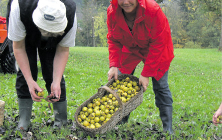 Zu ergiebige Apfelernte?
