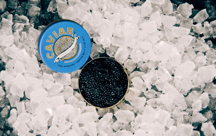 Heimischer Kaviar – Ausdauer und Geduld wird belohnt