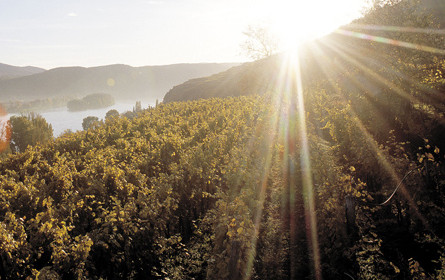 Weinernte 2018 fiel mit 2,75 Mio. hl doch geringer aus als erwartet