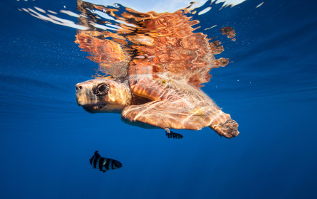 "Universum"-Zweiteiler über die Kanarischen Inseln ist international gefragt