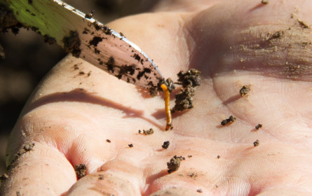 Bei Kartoffeln wird es eng