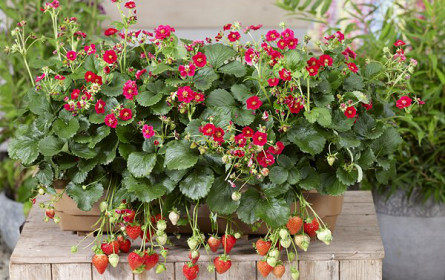 Mit bellaflora zum Beerenparadies-Gärtchen