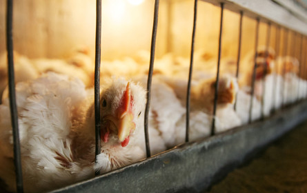 Eier-Produzenten wollen Herkunft der verarbeiteten Eier kennen