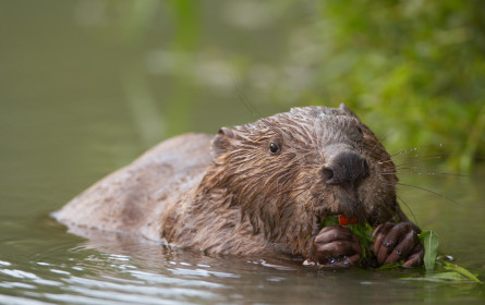 Willkommen zu den Pannonischen Natur.Erlebnis.Tagen 2019