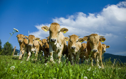 Spar rettet das Murbodner Rind
