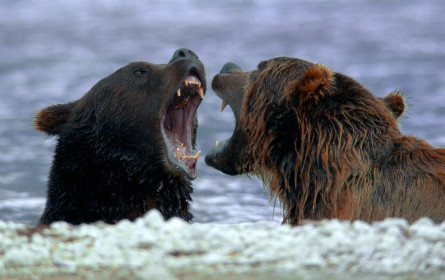 US-Sender strahlt „Universum“-Zweiteiler „Russlands wildes Meer“ aus