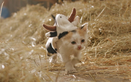 AMA feiert Weltmilchtag mit #CatCowContent