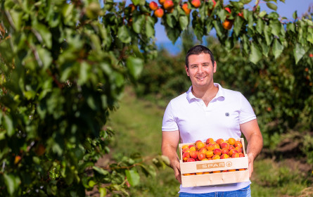 Spar: Erste Ernte der 9.000 Marillenbäume im Burgenland
