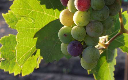 Amerikaner bevorzugen heimischen Wein