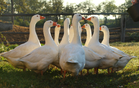 Das Burgenland erschmecken – mit Gans & Wein