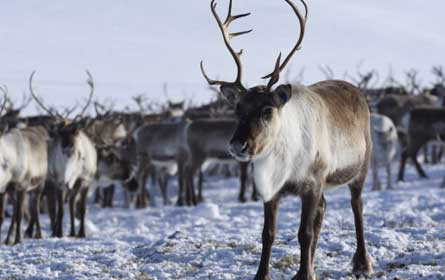 Rot-weiß-roter ORF-Content erobert die MIPCOM 2019 in Cannes