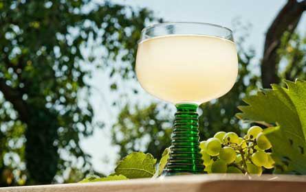 Österreichs Winzer produzieren heuer 15 Millionen Liter Sturm