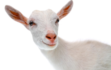 Im Onlineshop der Caritas einkaufen und damit die Welt zu einem besseren Ort machen