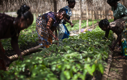 Faire Handelsbedingungen wichtig im Kampf gegen die Auswirkungen der Klimakrise