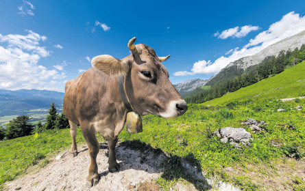 Für mehr Kuhkomfort