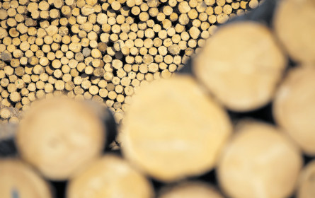 Wie unser Holz wächst