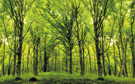 Es grünt so grün …