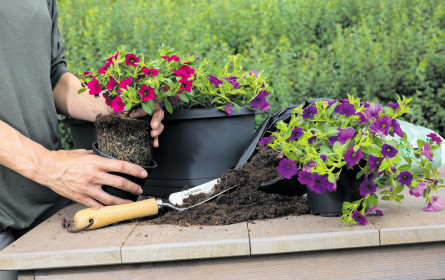 bellaflora-Studie: Garte(l)n im Wandel