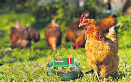 Eier mit Tierwohl-Bonus