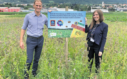 Bienenschutz, der Früchte trägt
